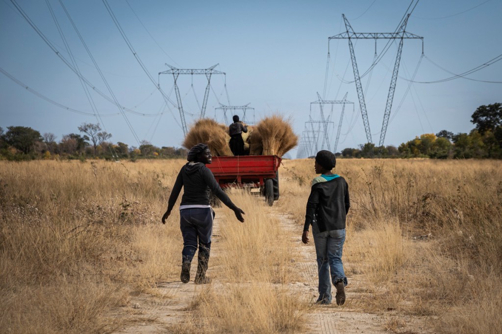 Collecting Thatching Grass