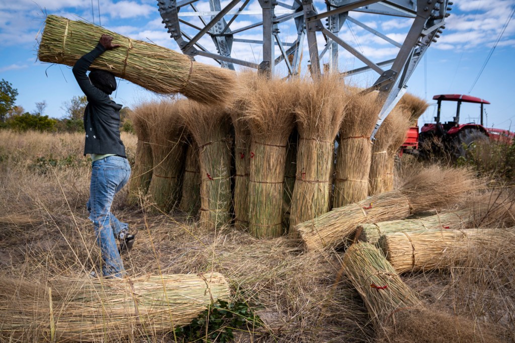 Collecting Thatching Grass