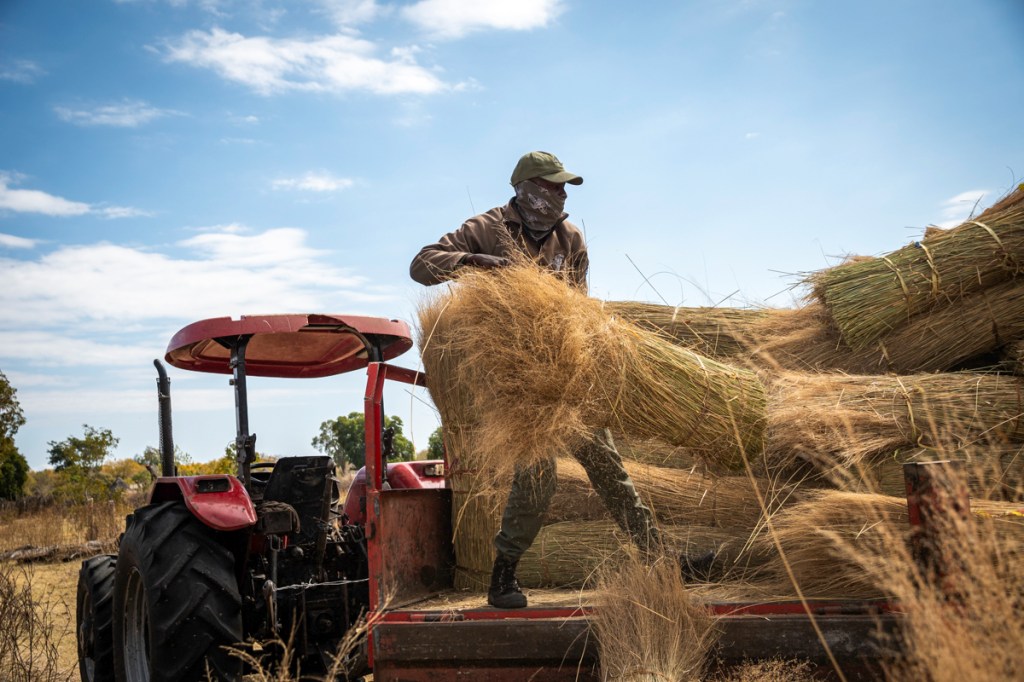 Collecting Thatching Grass