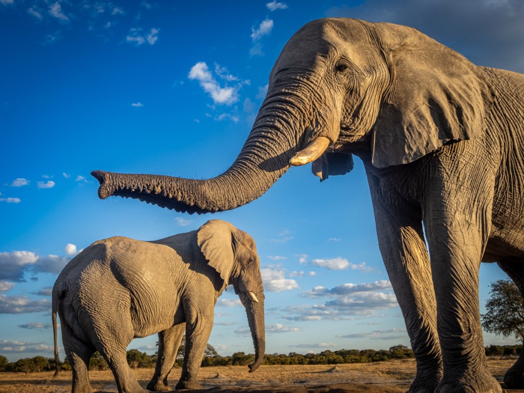 Elephants seen from Jozibanini hide