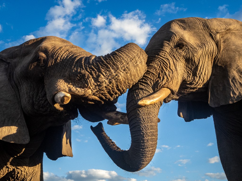 Elephants seen from Jozibanini hide