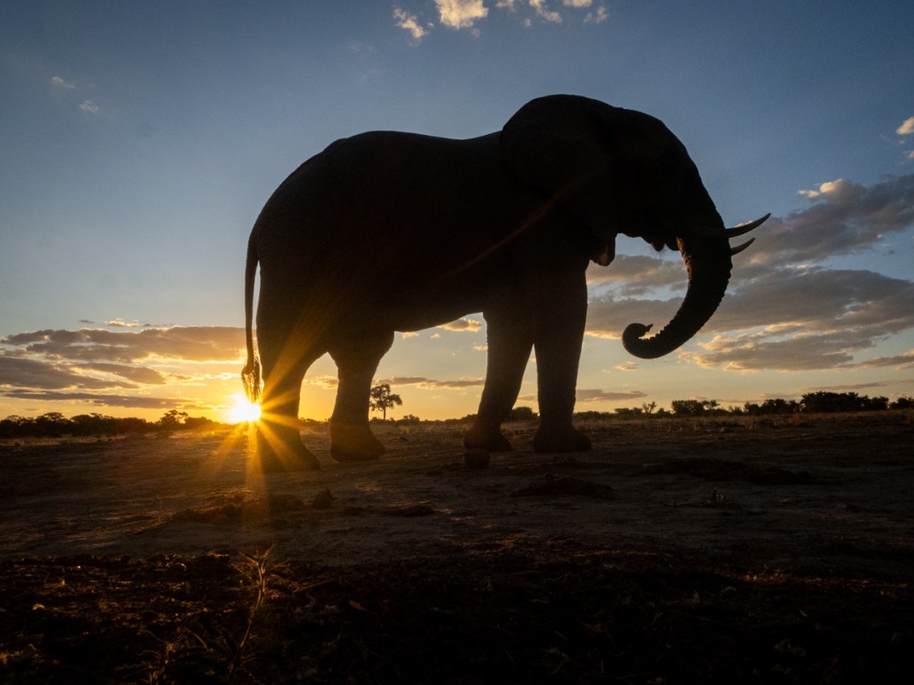Elephants seen from Jozibanini hide