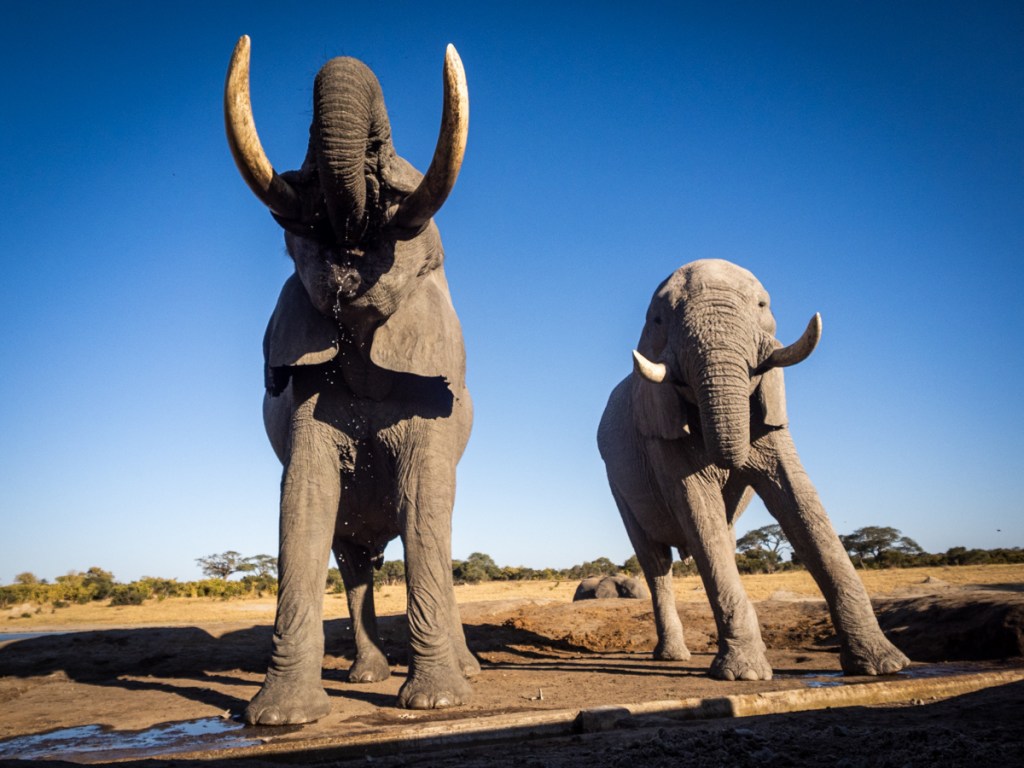 Elephants seen from Jozibanini hide