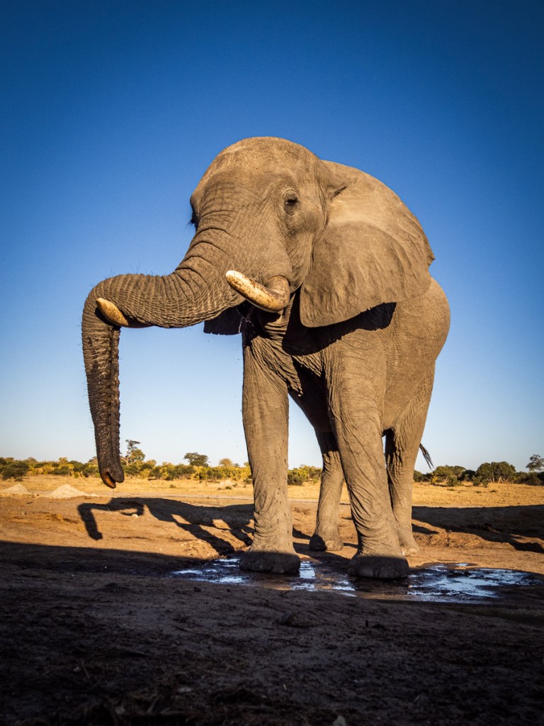 Elephants seen from Jozibanini hide