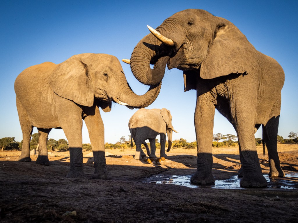 Elephants seen from Jozibanini hide