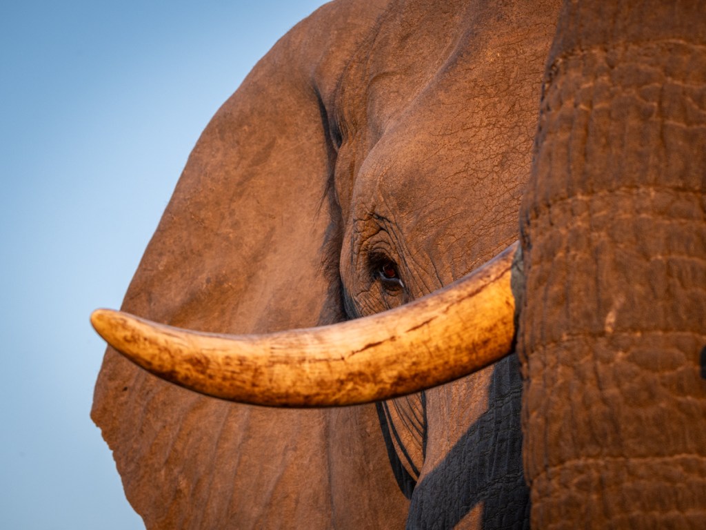 Elephants seen from Jozibanini hide