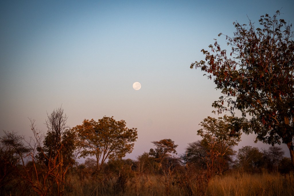 Moon - Hwange National Park