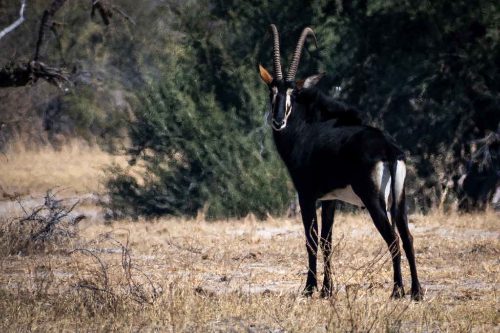 Sable antelope