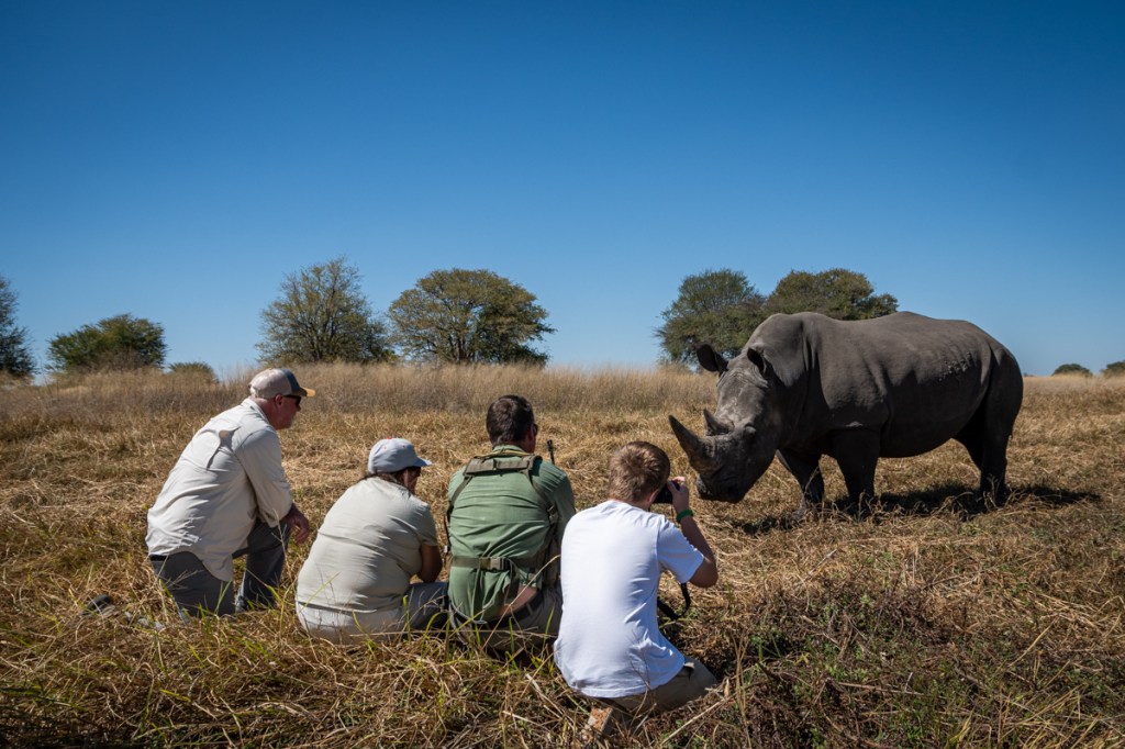 Guest walking with white rhinoceros