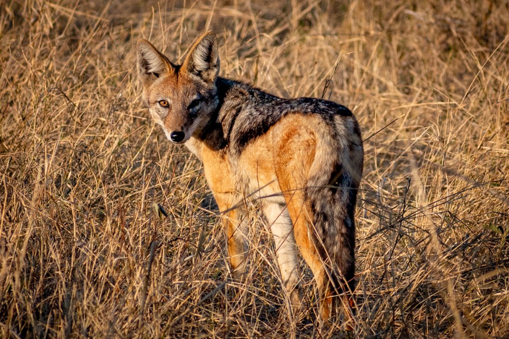 Black-backed Jackal