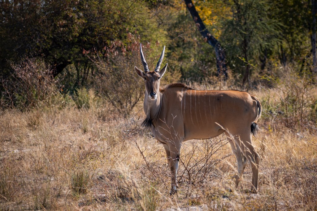 Female Eland
