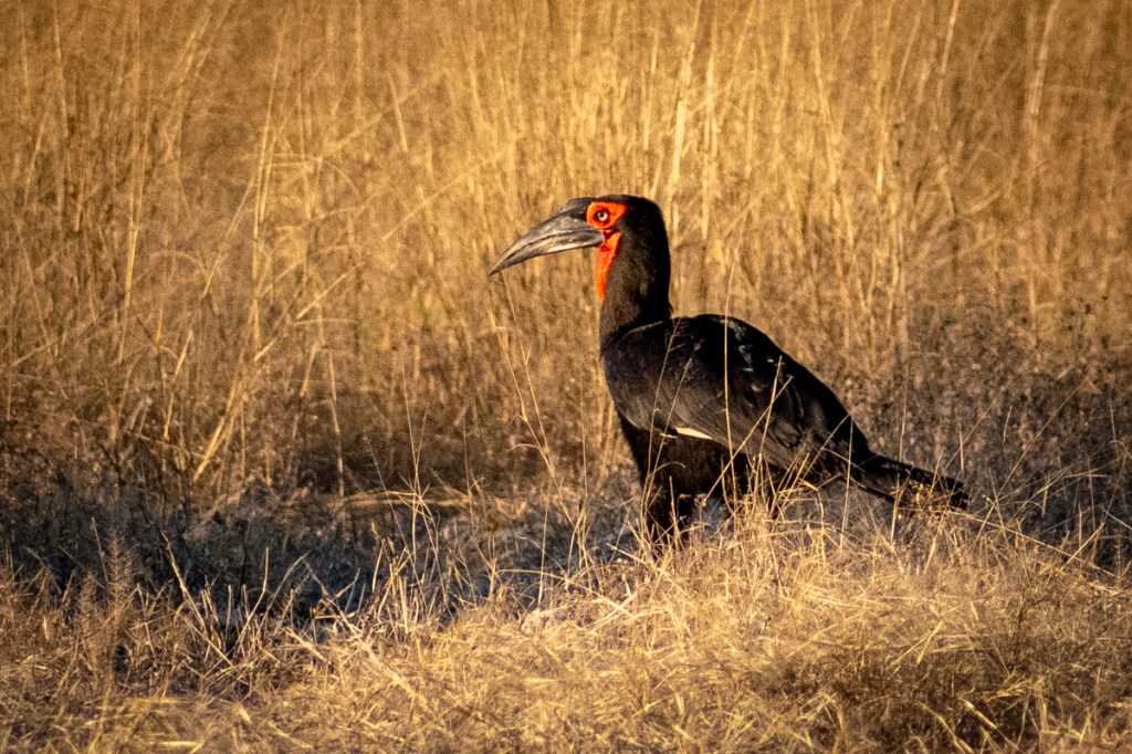 Southern Ground Hornbill
