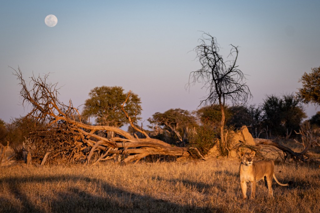 Moon and Lioness - Hwange National Park